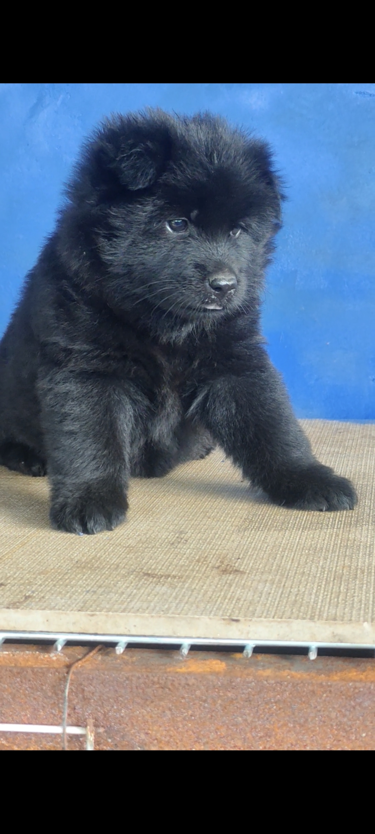 中华田园犬松狮